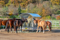 PATURA - Protection Toit, pour Râtelier Carré COMPACT Chevaux