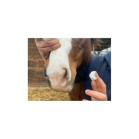 ANIMADERM- Crème de Protection Solaire du Cheval SOLAREN