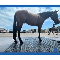 Tapis caoutchouc pour douche chevaux drainant MAGELLAN ,au ML 